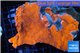 Montipora red cap 8-12 cm WYSIWYG acclimaté