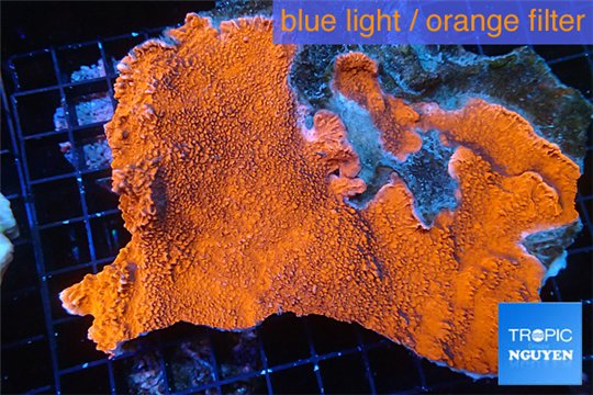 Montipora red cap 8-12 cm WYSIWYG acclimaté