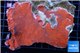 Montipora red cap 8-12 cm WYSIWYG acclimaté