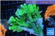 Montipora green 7-12 cm WYSIWYG acclimaté