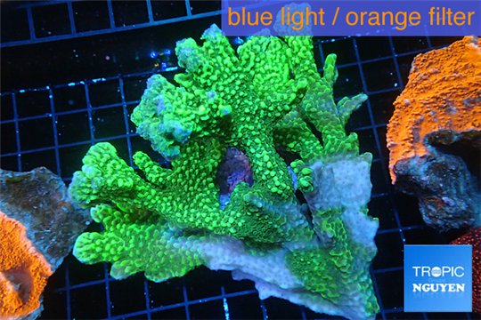 Montipora green 7-12 cm WYSIWYG acclimaté
