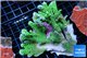 Montipora green 7-12 cm WYSIWYG acclimaté
