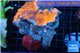 Montipora red cap + Discosoma red fire 8-12 cm WYSIWYG acclimaté