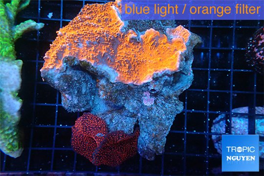 Montipora red cap + Discosoma red fire 8-12 cm WYSIWYG acclimaté