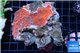 Montipora red cap + Discosoma red fire 8-12 cm WYSIWYG acclimaté