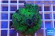 Pachyseris green 4-5 cm WYSIWYG acclimaté