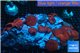 Discosoma red devis & Live rock cultured 16-25 cm WYSIWYG acclimaté