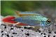 Apisto. agassizii blue flame mâle 3-4 cm