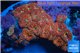 Blastomussa red cherry pop 6-8 m WYSIWYG acclimaté