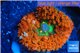 Rhodactis oscilufera red neon 3-6 cm WYSIWYG acclimaté