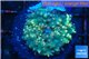 Rhodactis oscilufera green 2-4 cm WYSIWYG acclimaté