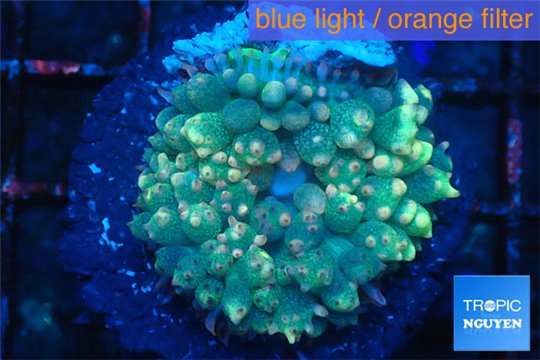 Rhodactis oscilufera green 2-4 cm WYSIWYG acclimaté
