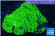 Favia neon green 2-4 cm WYSIWYG acclimaté