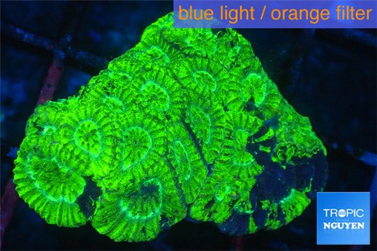 Favia neon green 2-4 cm WYSIWYG acclimaté