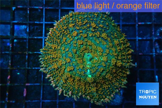 Rhodactis green orange tips premium 7-10 cm WYSIWYG acclimaté