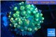 Rhodactis oscilufera green 2-4 cm WYSIWYG acclimaté