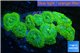 Rhodactis green 10-14 cm WYSIWYG acclimaté