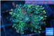 Ricordea yuma purple green 1 polyp WYSIWYG acclimaté