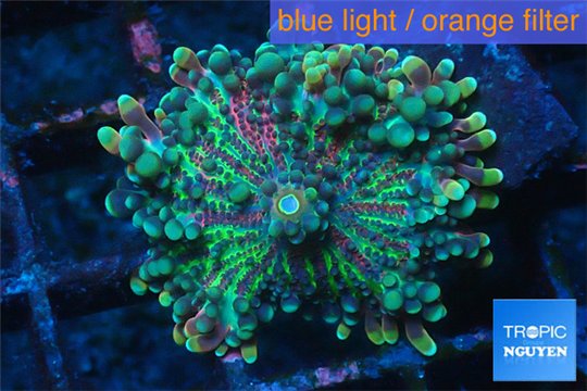 Ricordea yuma purple green 1 polyp WYSIWYG acclimaté