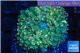 Rhodactis oscilufera green 2-4 cm WYSIWYG acclimaté