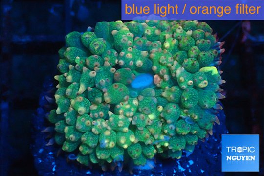 Rhodactis oscilufera green 2-4 cm WYSIWYG acclimaté