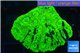 Favia neon green 2-4 cm WYSIWYG acclimaté