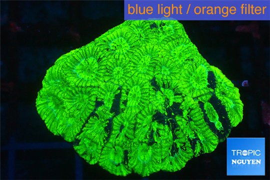 Favia neon green 2-4 cm WYSIWYG acclimaté