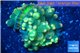 Rhodactis oscilufera green 2-4 cm WYSIWYG acclimaté