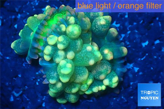 Rhodactis oscilufera green 2-4 cm WYSIWYG acclimaté