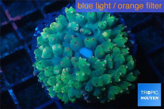 Rhodactis oscilufera green 2-4 cm WYSIWYG acclimaté