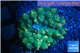 Rhodactis oscilufera green 2-4 cm WYSIWYG acclimaté