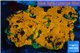 Acanthastrea orange 5-8 cm WYSIWYG acclimaté