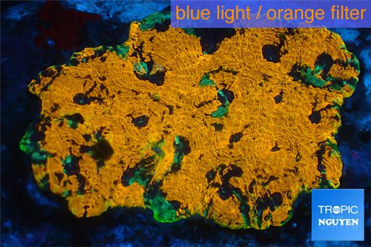 Acanthastrea orange 5-8 cm WYSIWYG acclimaté