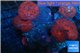 Discosoma red galaxy 8-10 cm WYSIWYG acclimaté