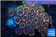Zoanthus royal candy 5-6 cm WYSIWYG acclimaté