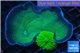 Porites green + Rhodactis green 4-6 cm WYSIWYG acclimaté