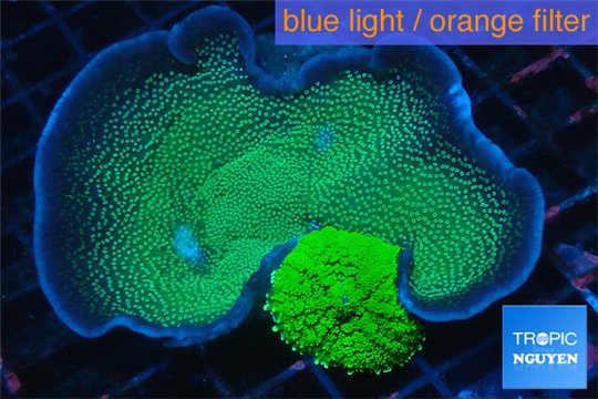 Porites green + Rhodactis green 4-6 cm WYSIWYG acclimaté