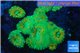 Rhodactis green golden 8-12 cm WYSIWYG acclimaté