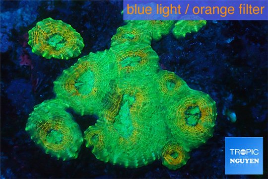 Rhodactis green golden 8-12 cm WYSIWYG acclimaté