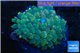 Rhodactis oscilufera green 2-4 cm WYSIWYG acclimaté