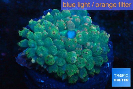 Rhodactis oscilufera green 2-4 cm WYSIWYG acclimaté