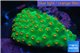 Leptastrea green & orange polyps 3-4 cm WYSIWYG acclimaté