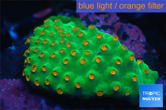 Leptastrea green & orange polyps 3-4 cm WYSIWYG acclimaté