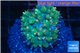 Rhodactis oscilufera green 2-4 cm WYSIWYG acclimaté