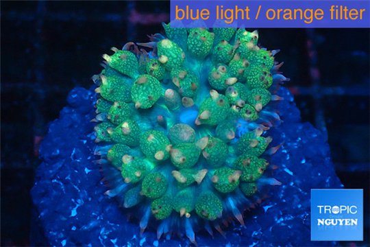 Rhodactis oscilufera green 2-4 cm WYSIWYG acclimaté