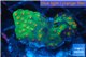 Leptastrea green & orange polyps 3-4 cm WYSIWYG acclimaté
