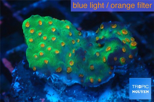 Leptastrea green & orange polyps 3-4 cm WYSIWYG acclimaté