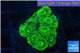 Favia neon green 2-3 cm WYSIWYG acclimaté