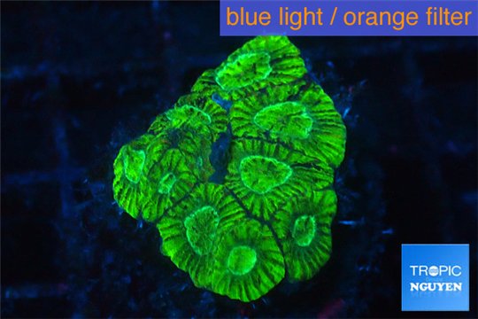 Favia neon green 2-3 cm WYSIWYG acclimaté