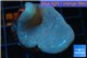 Sarcophyton green polyps 4-6 cm WYSIWYG acclimaté